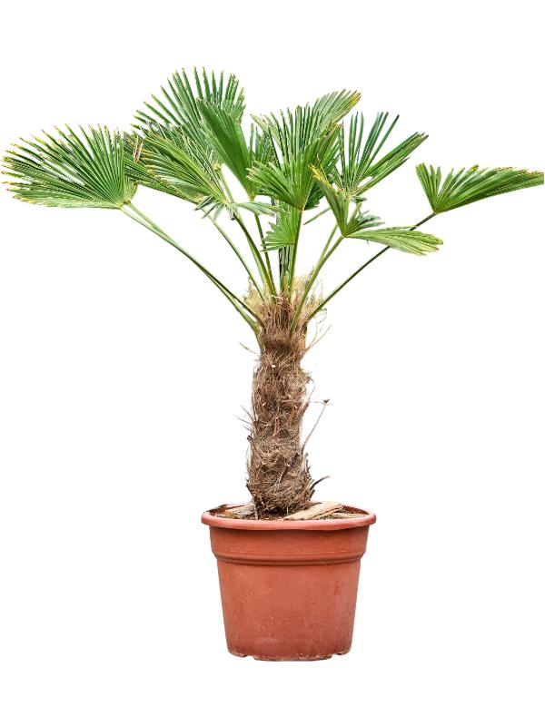 Trachycarpus wagnerianus, D 35