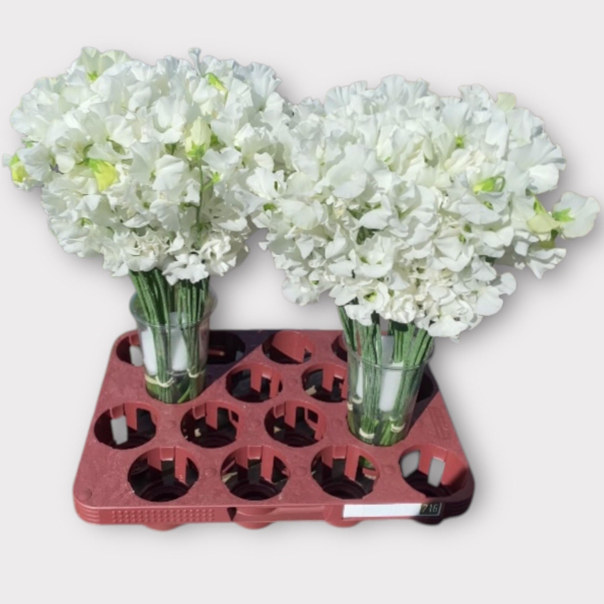 Латирус Винтер Саншайн Вайт 40, шт.