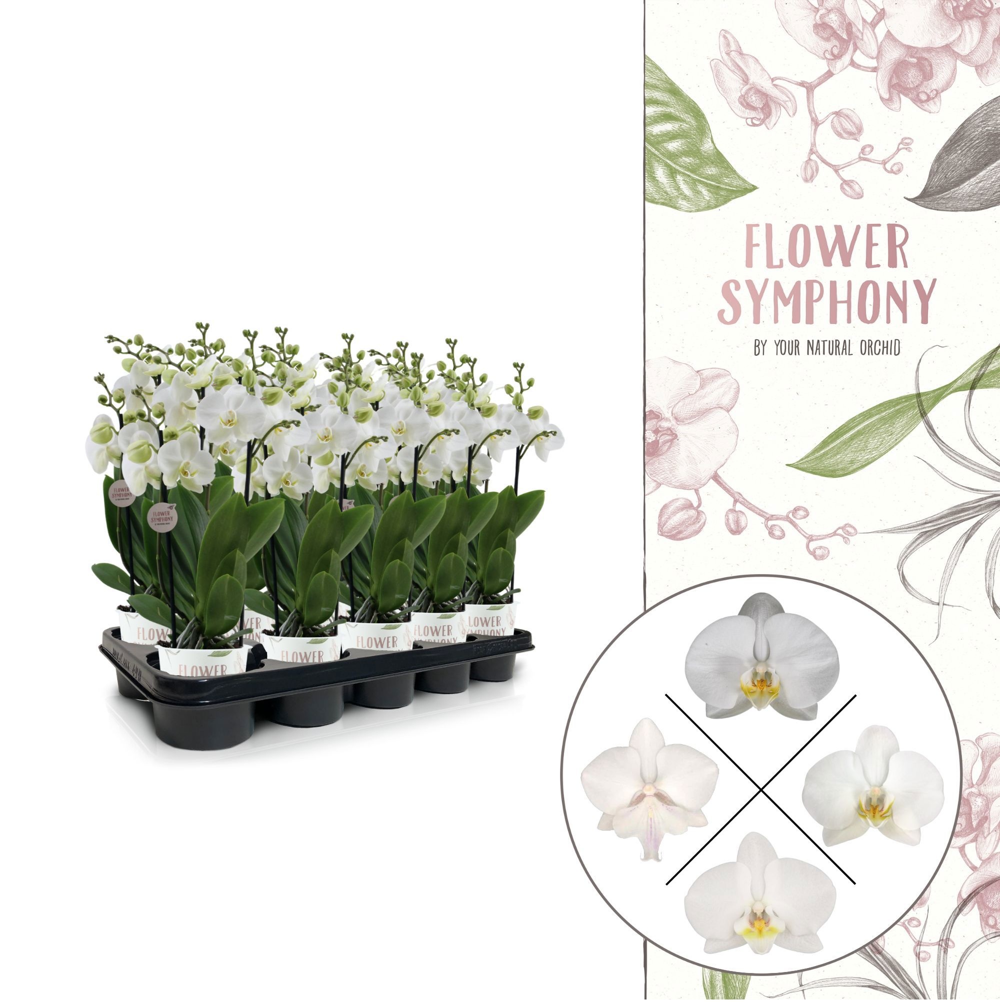 Flower Symphony | Wit mix | Phalaenopsis 3 spike, D 12