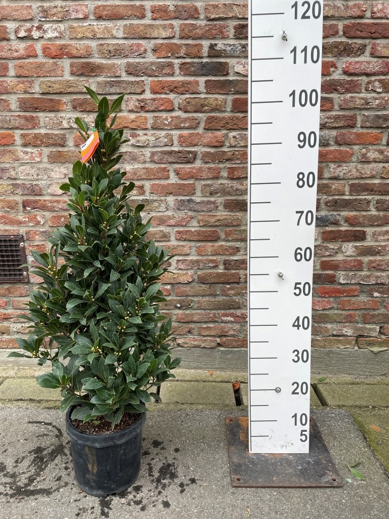 LAURUS NOBILIS PYRAMIDE 100CM P20, D 20