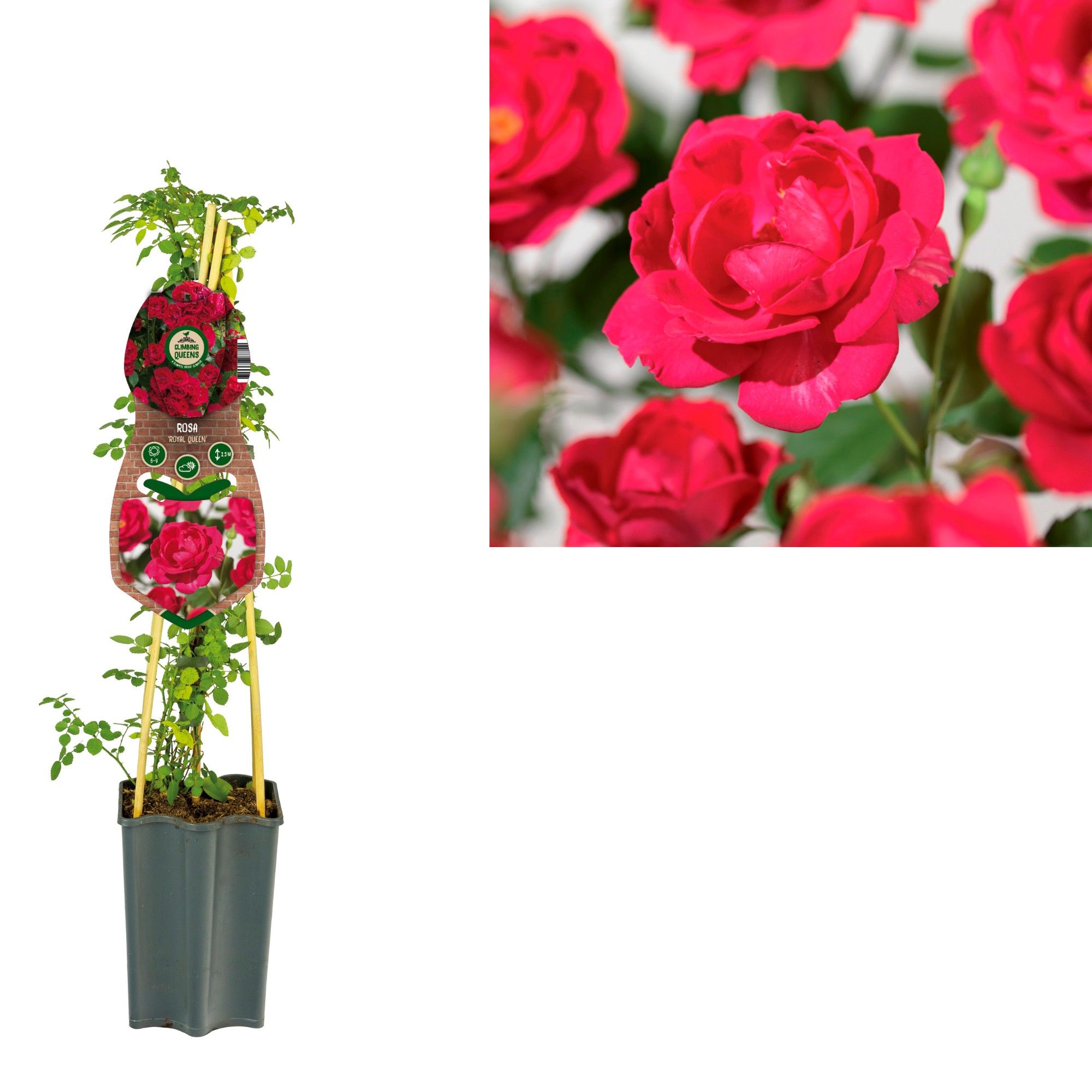 Rosa 'Royal Queen' +3.0 label, D 15
