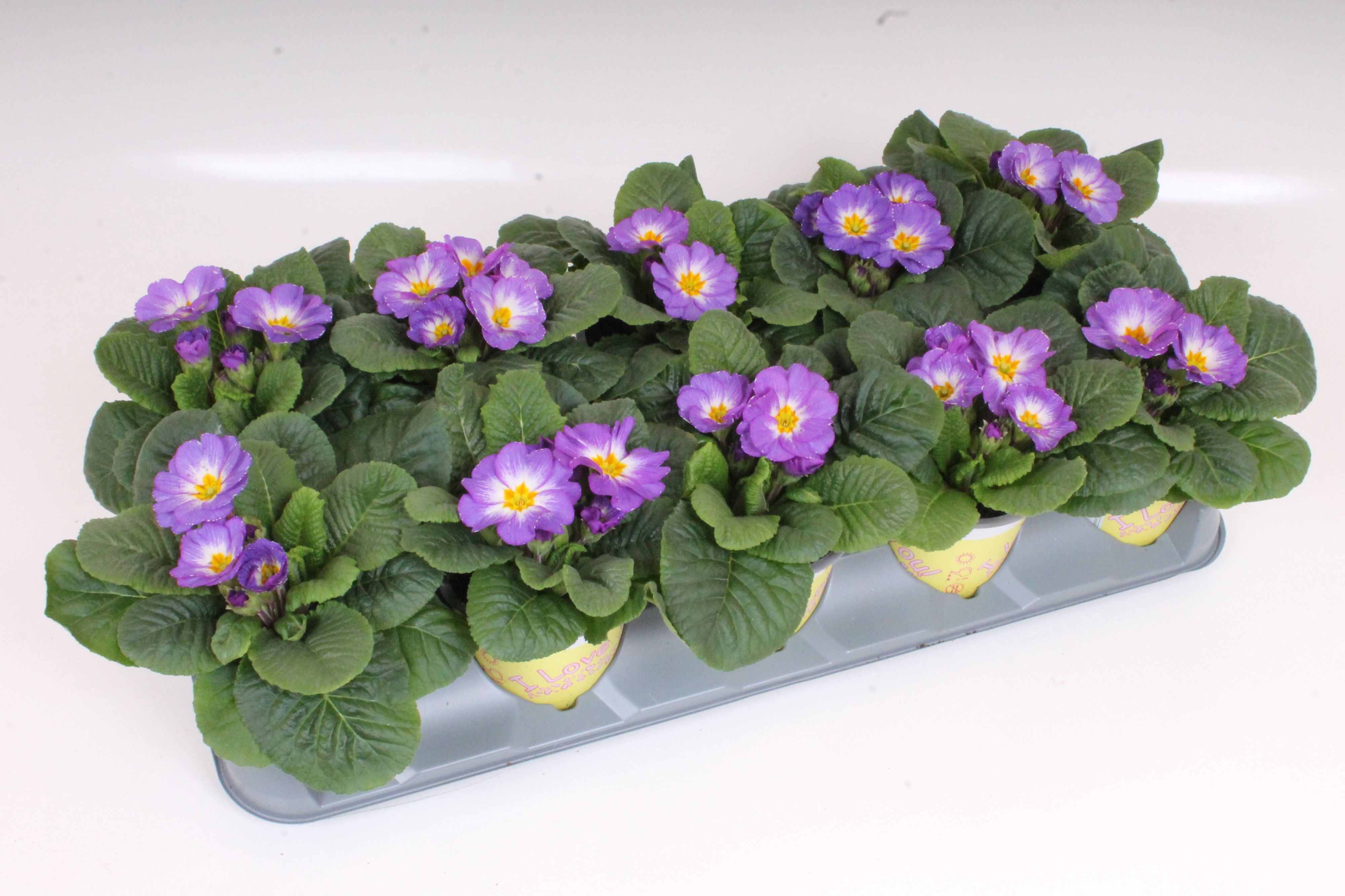 Primula ILY Specials - Milka, D 11