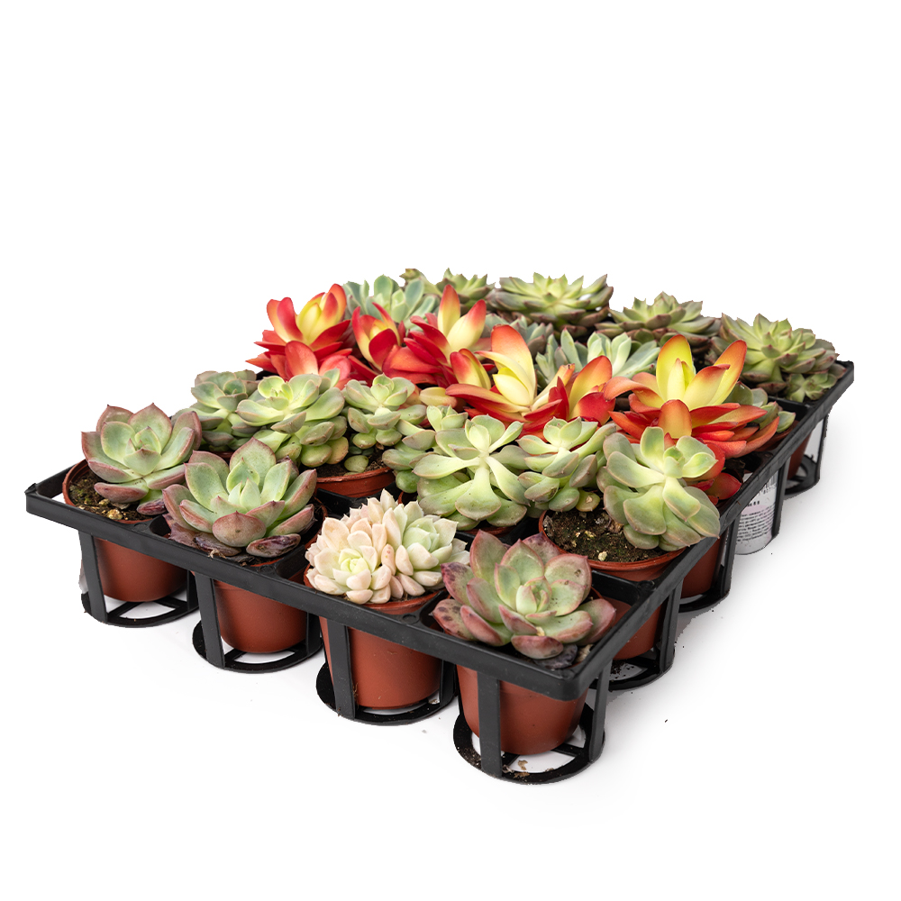 Эхеверия микс 6 8 (предзаказ)