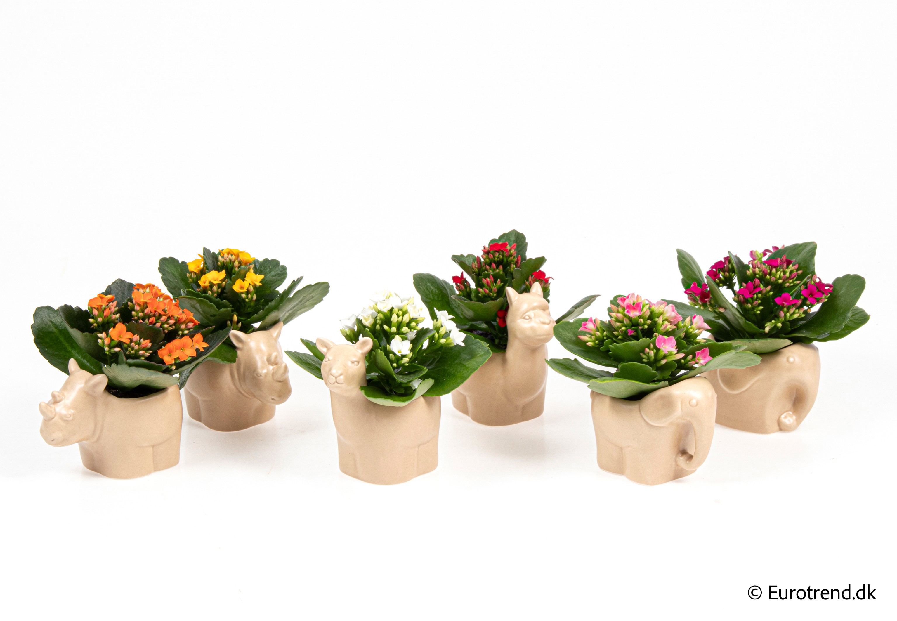 Kalanchoe in New Look ceramic 2026, D 6