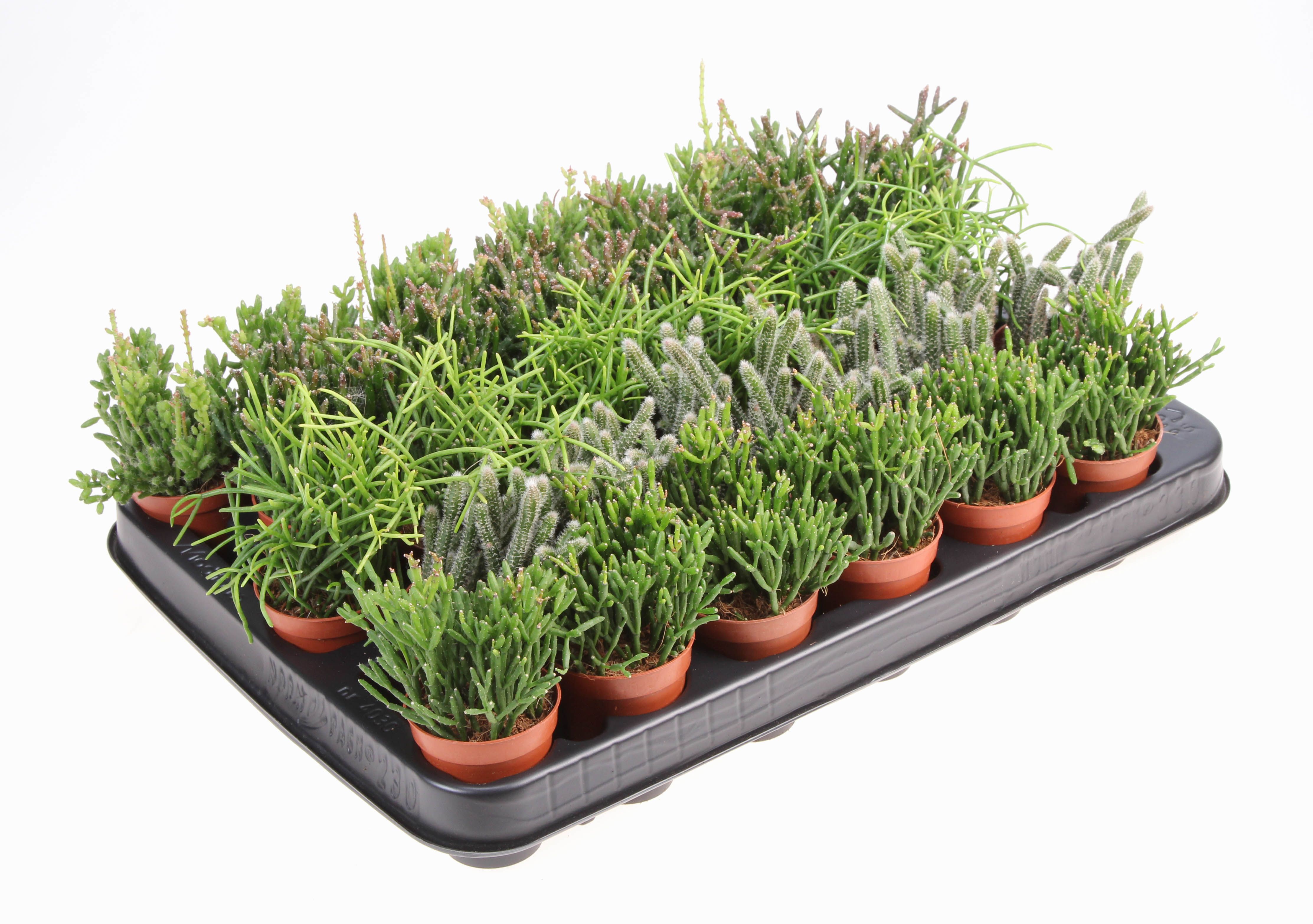 Rhipsalis mix, D 5,5