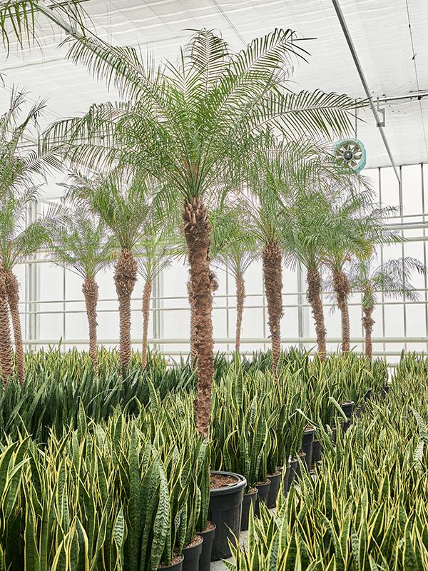 Phoenix roebelenii (470-500), D 70