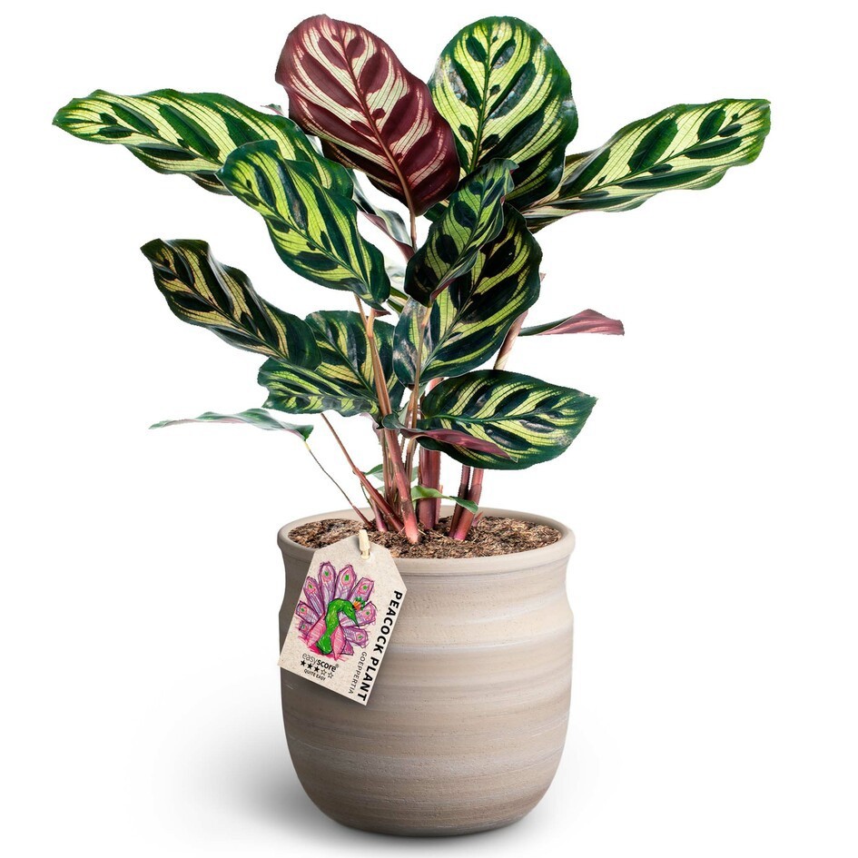 Maceta, Calathea Makoyana, D 12