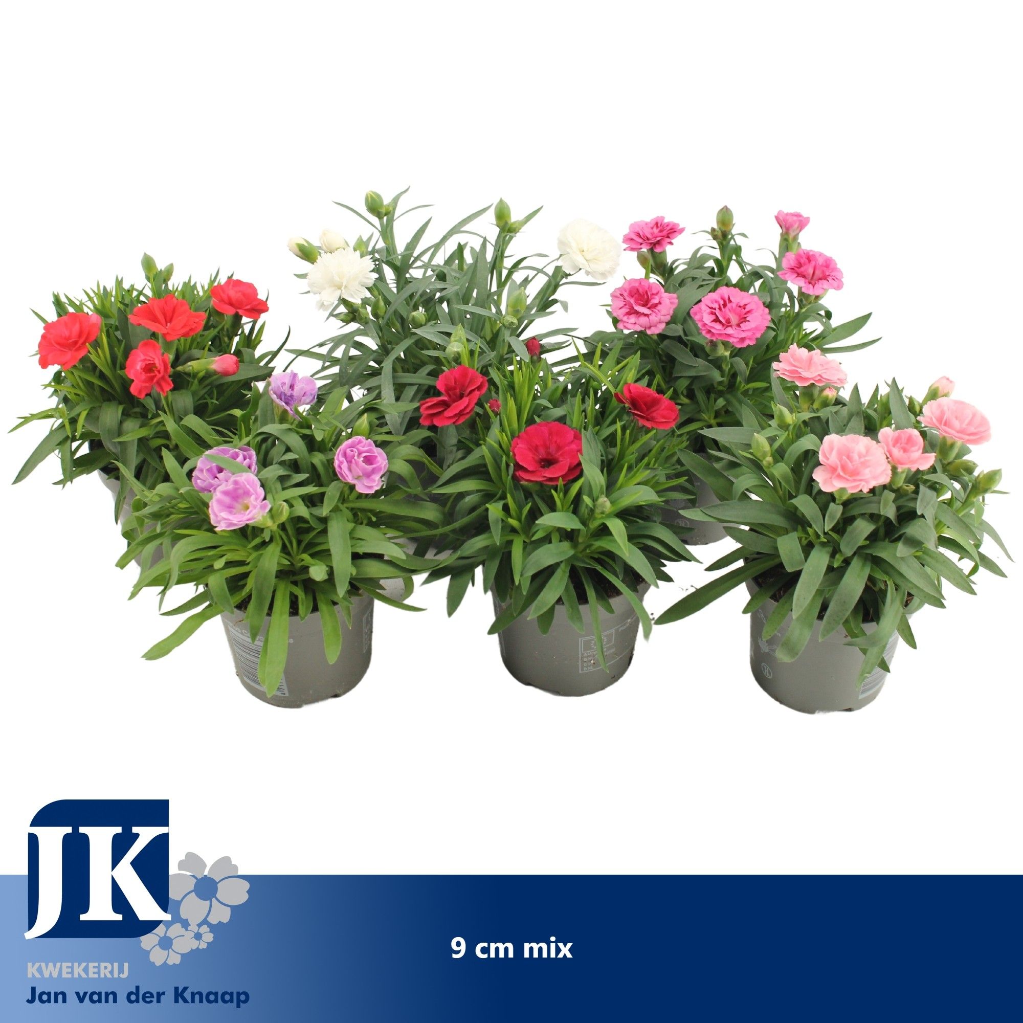 Dianthus Mix kar P 9, D 9