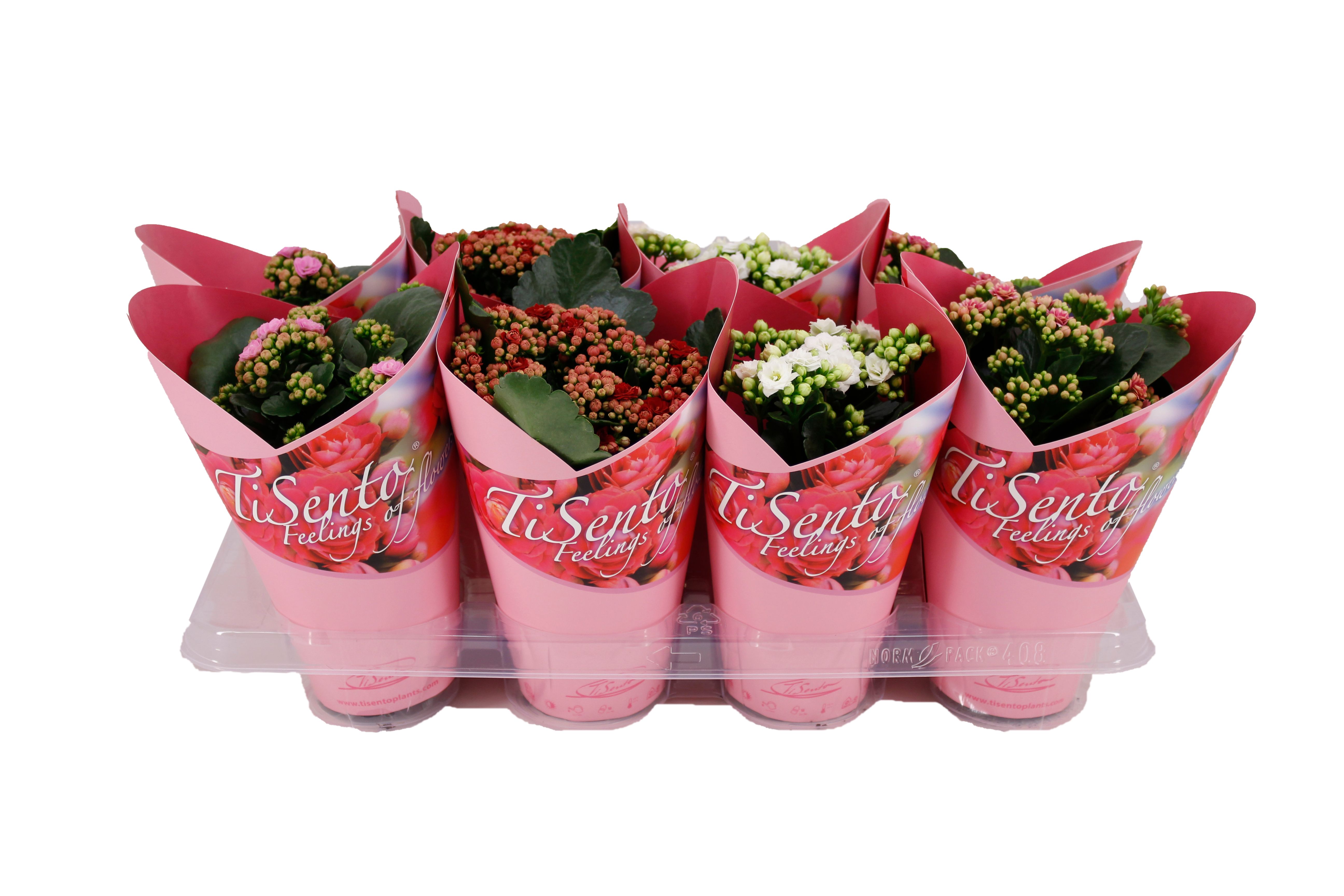Calandiva 12 cm Giftcover Roze Engelse moederdag, D 12