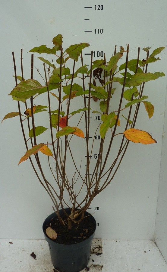 Hydrangea paniculata Limelight ®, D 27