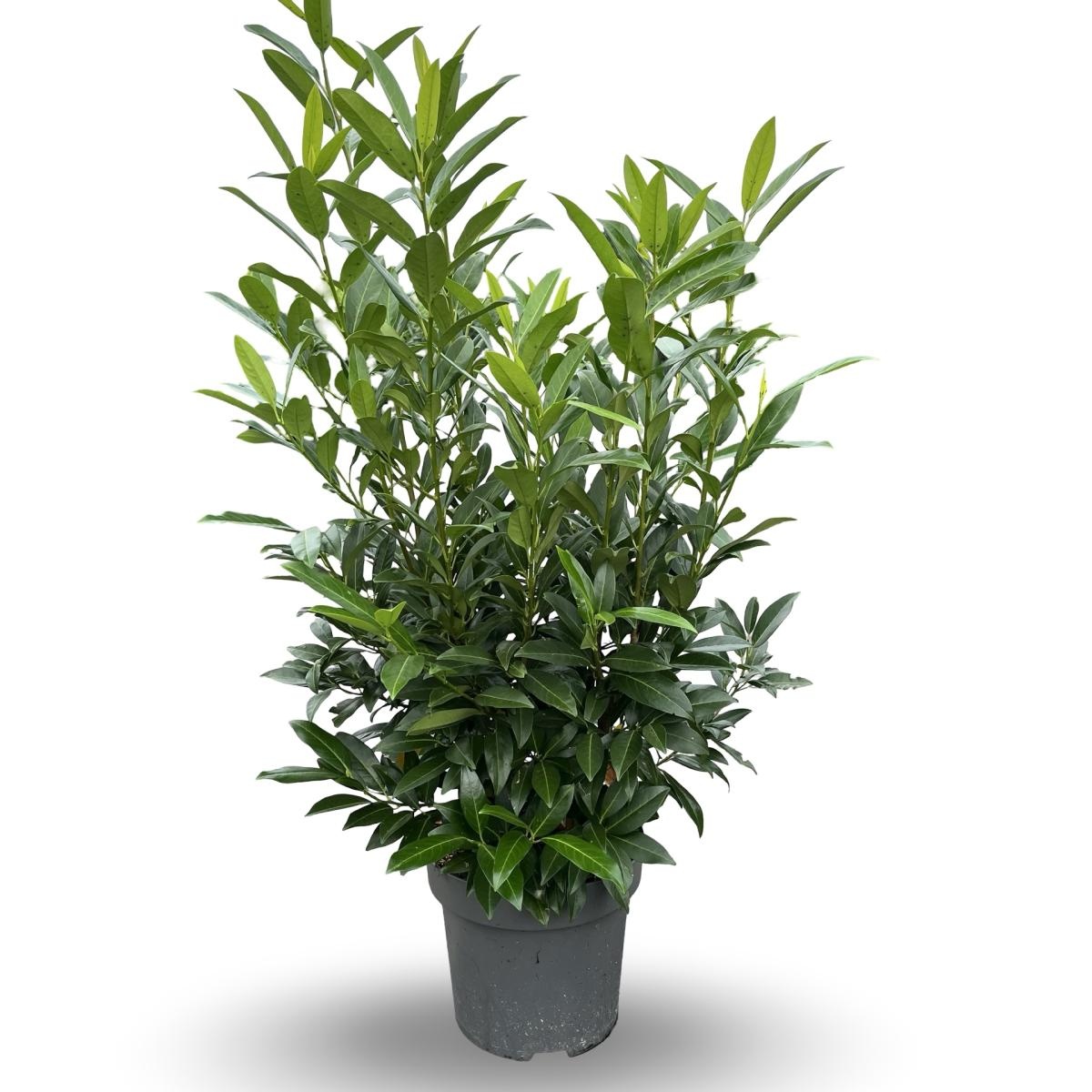 Prunus l. 'Herbergii', D 32