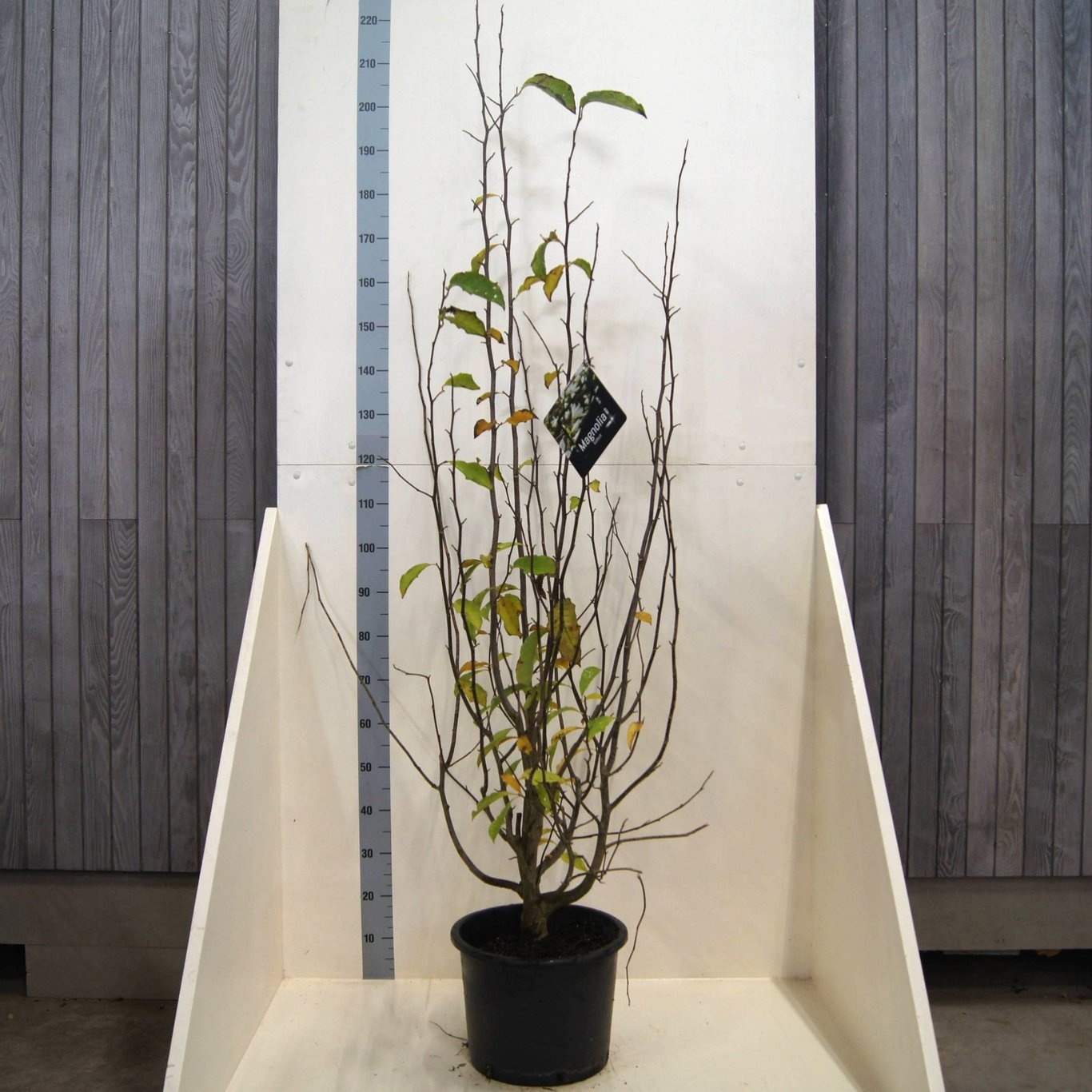 Magnolia kobus, D 40