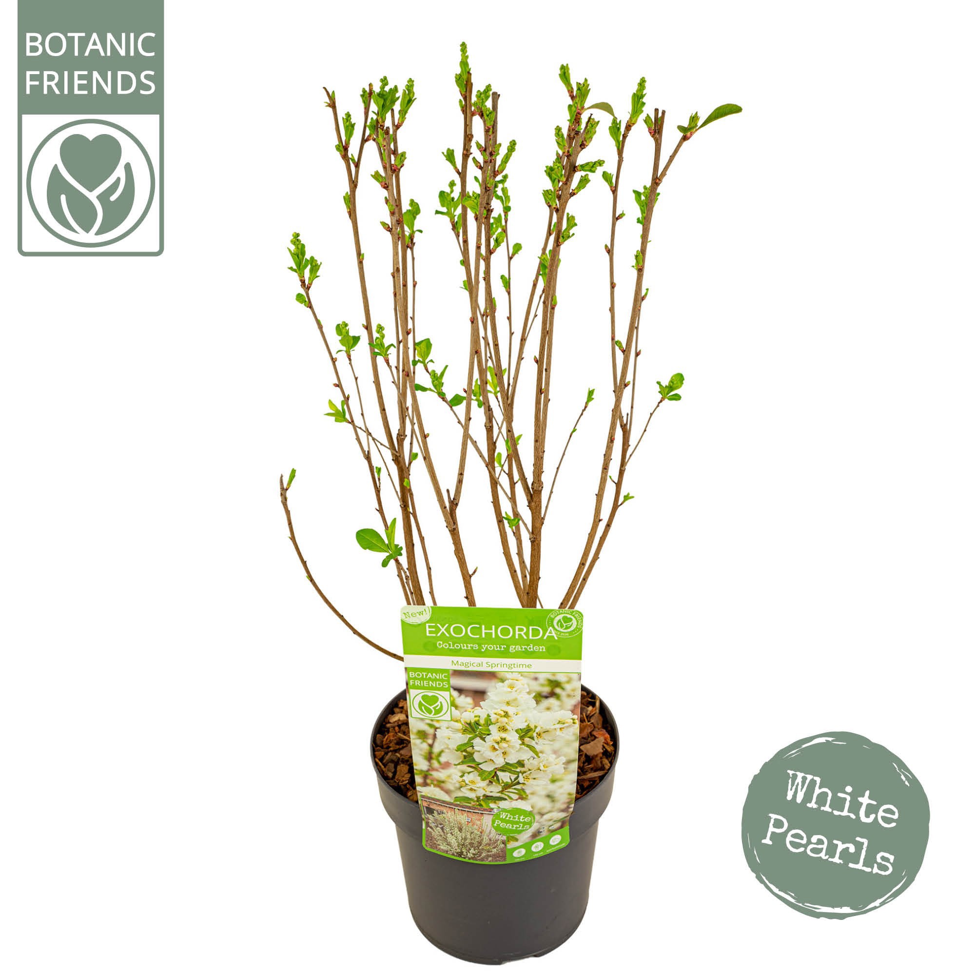 Exochorda r. 'Magical Springtime' ®, D 19