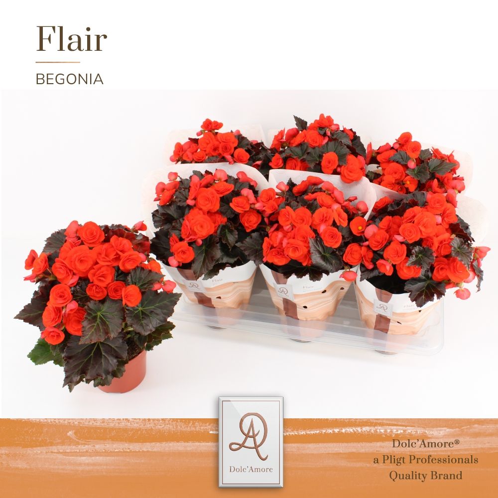 Begonia Mocca Orange P14 Dolc'Amore® Flair, D 14