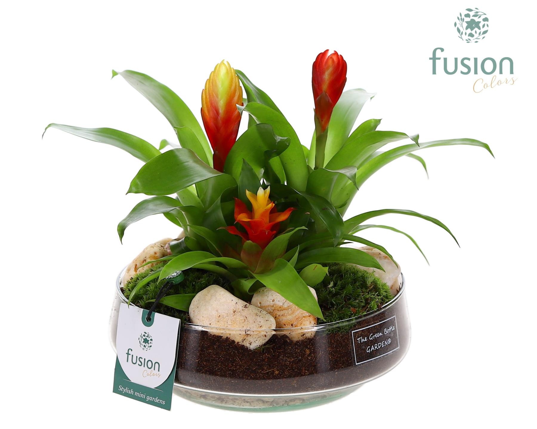 Green Bottle Iris Medium met Bromelia, D 19