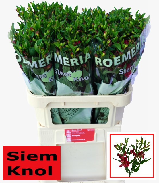 Альстромерия Сангрия (красн.), шт.