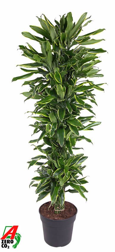 Dracaena Gold Coast vertakt P34, D 34