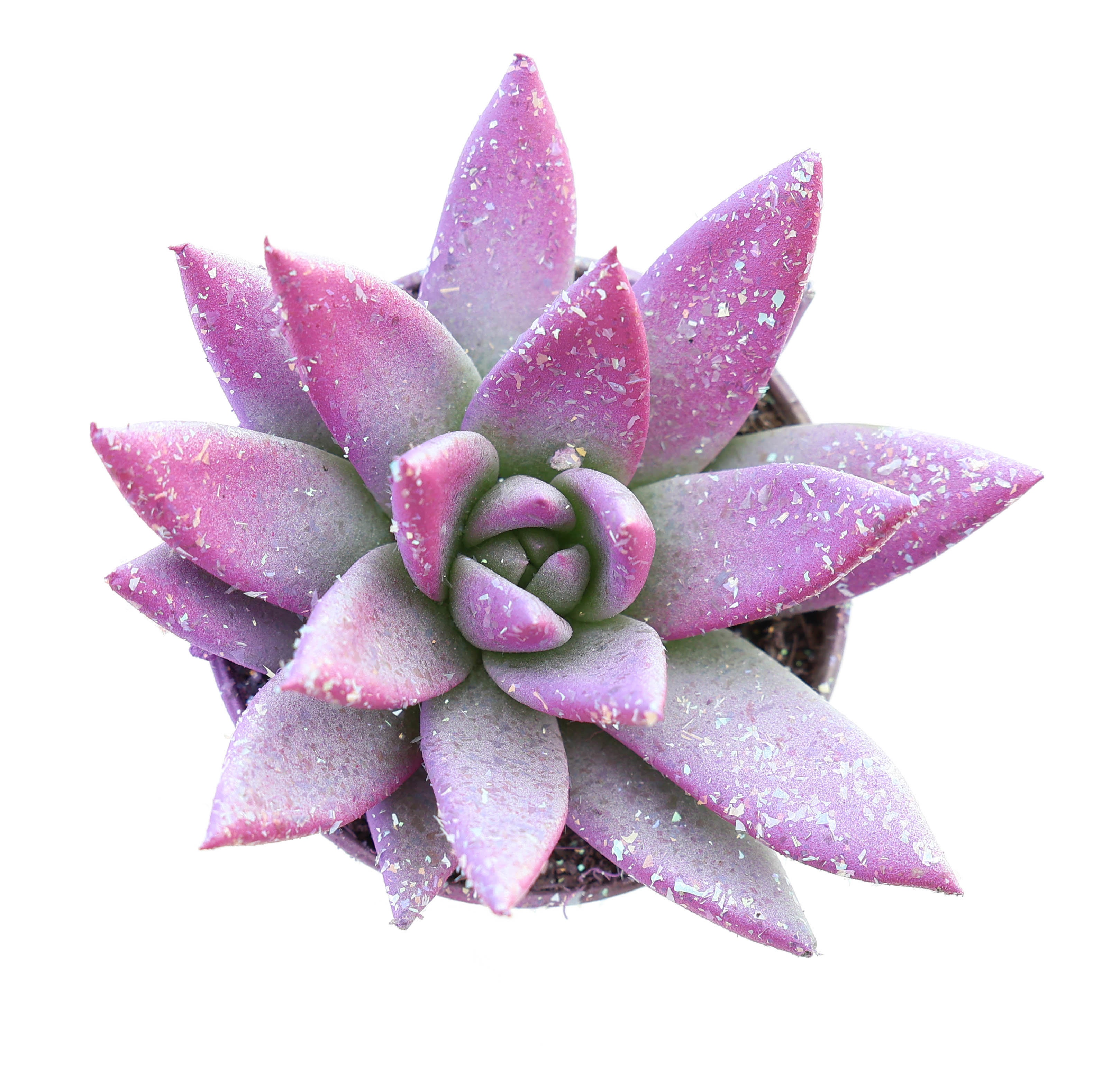 Miranda valentine multi glitter mix, D 5,5