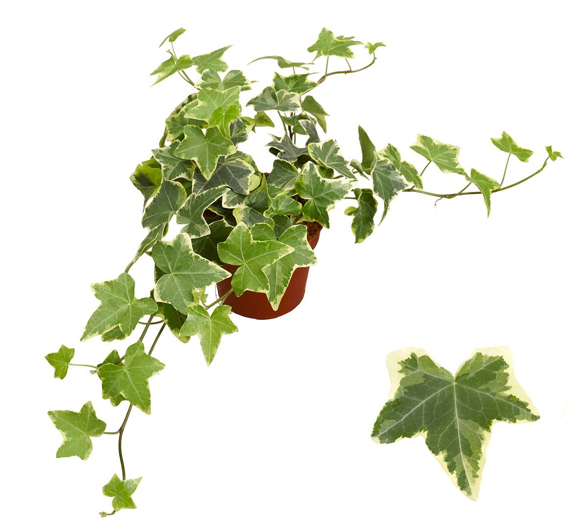 Geelbont 8,5cm, D 8,5