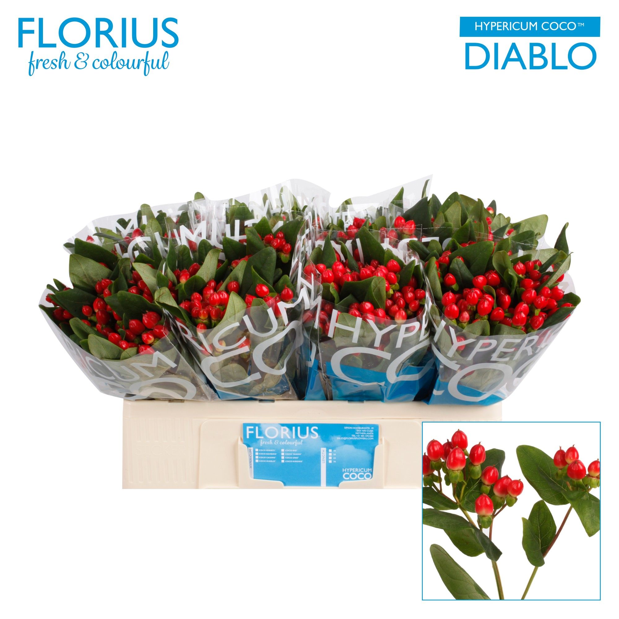Гипперикум Коко Диабло 50, шт.