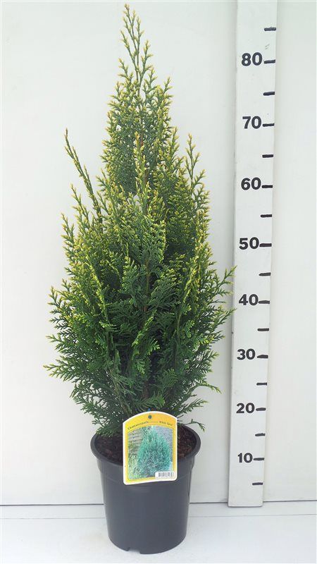 Chamaecyparis l. 'White Spot', D 19