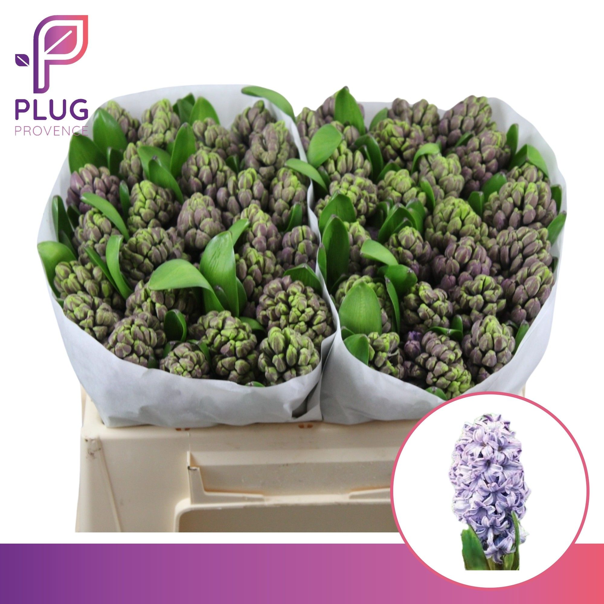 Гиацинт Перпл Стар, шт.