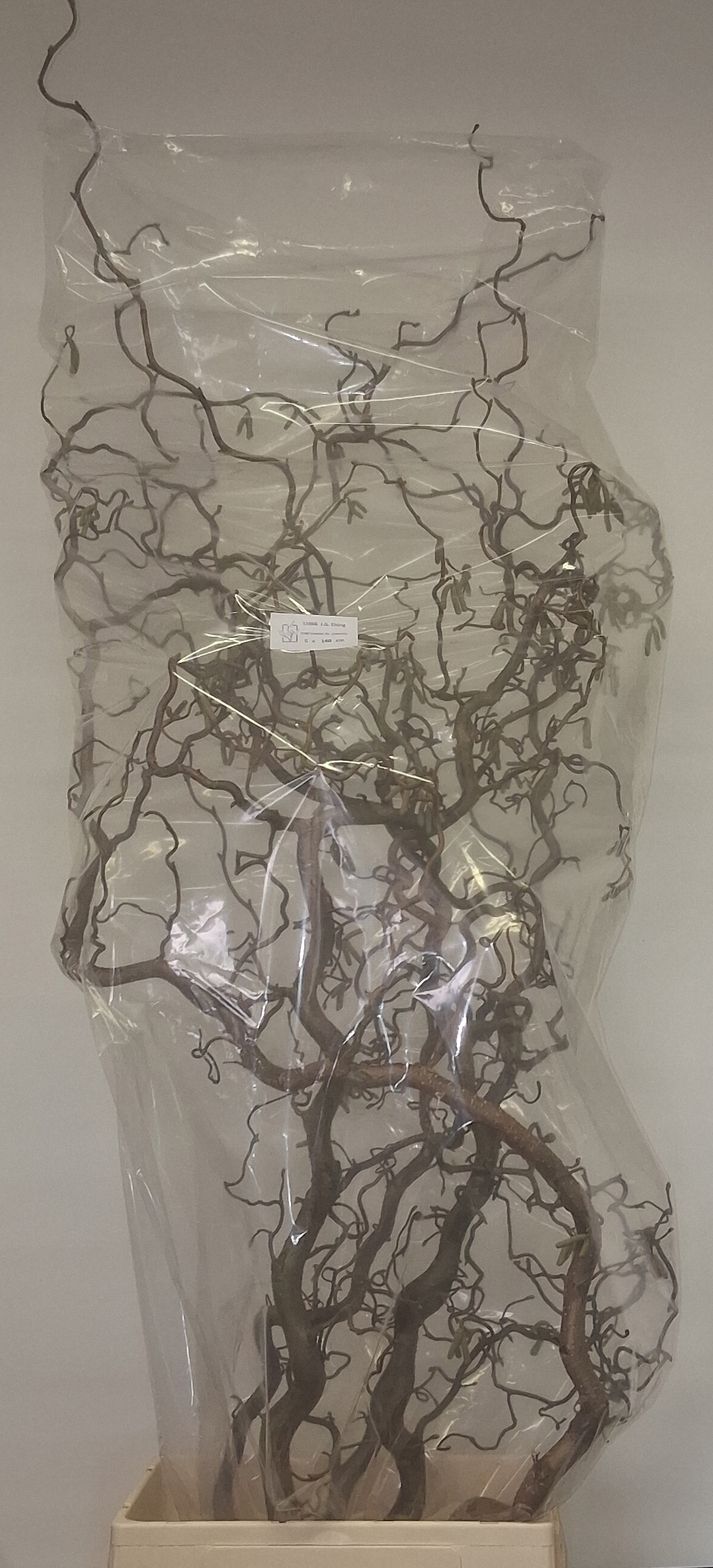 Корилус Конторта 140, шт.