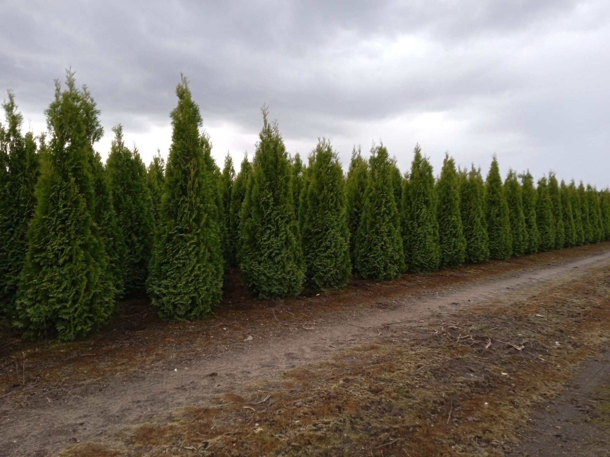 Thuja occidentalis 'Smaragd', D 27