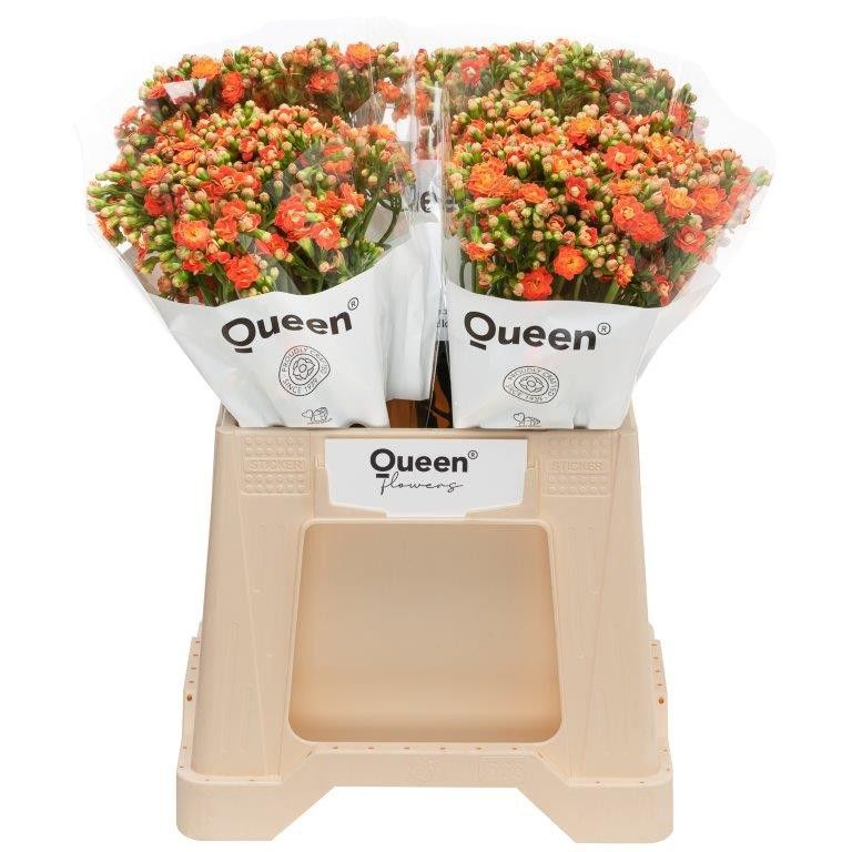 Каланхое Бриллиант Оранж Медоу 40, шт.