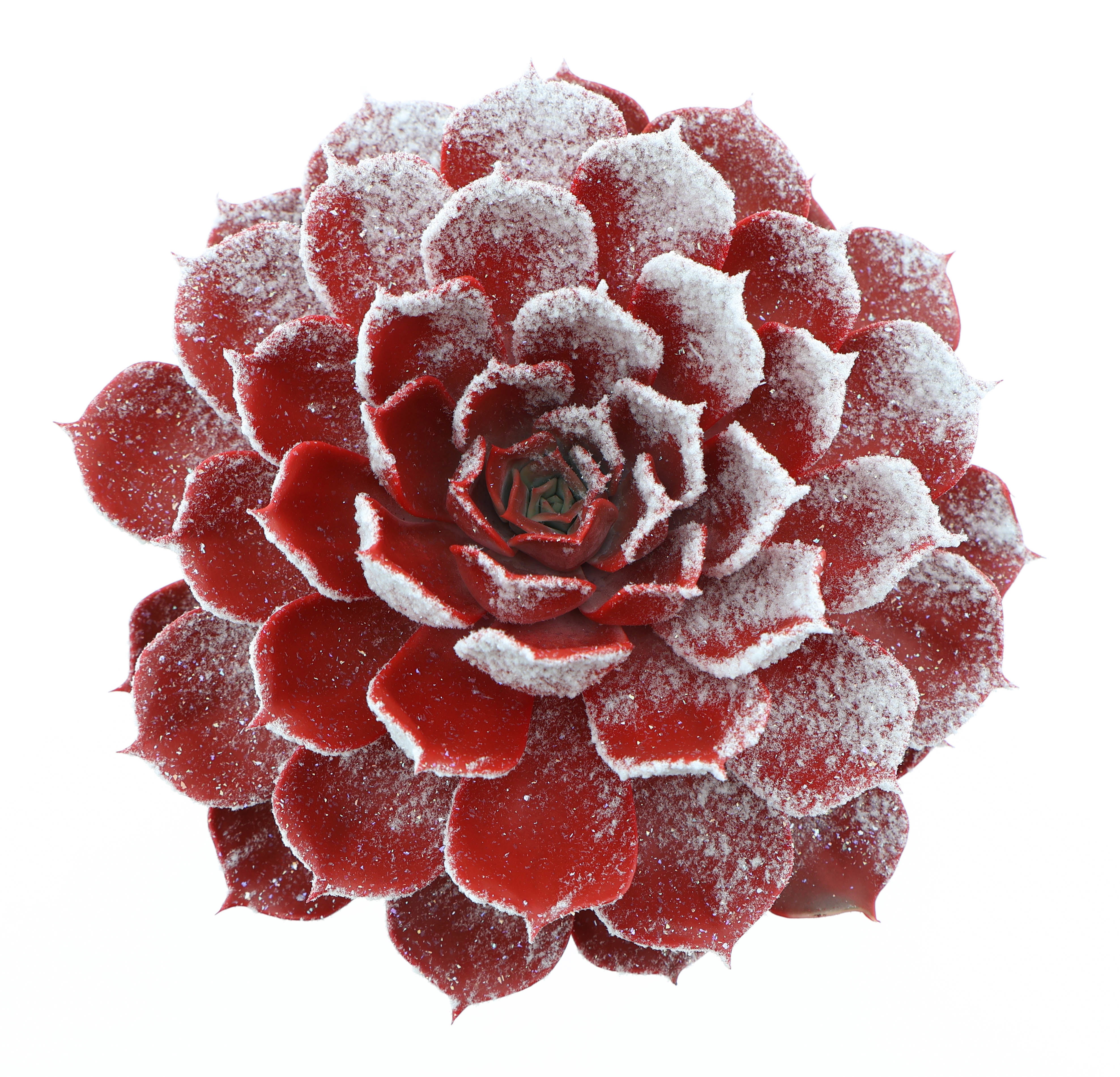 Pollux snowy + bio snow, D 17