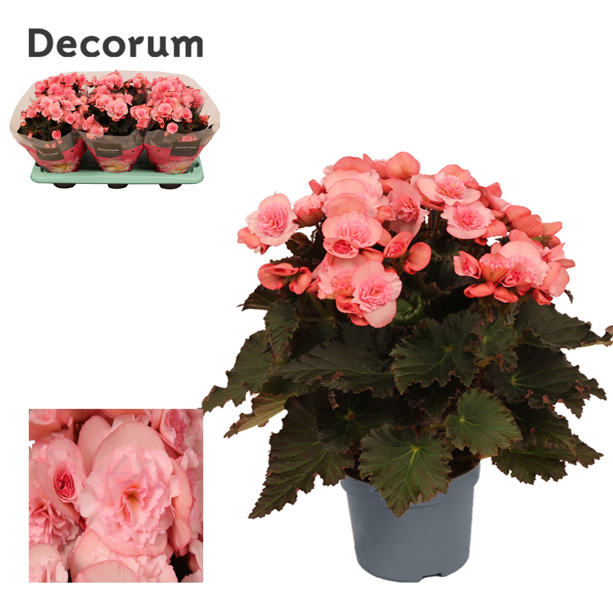 Begonia ''joy pink'' licht rose 13cm, D 13