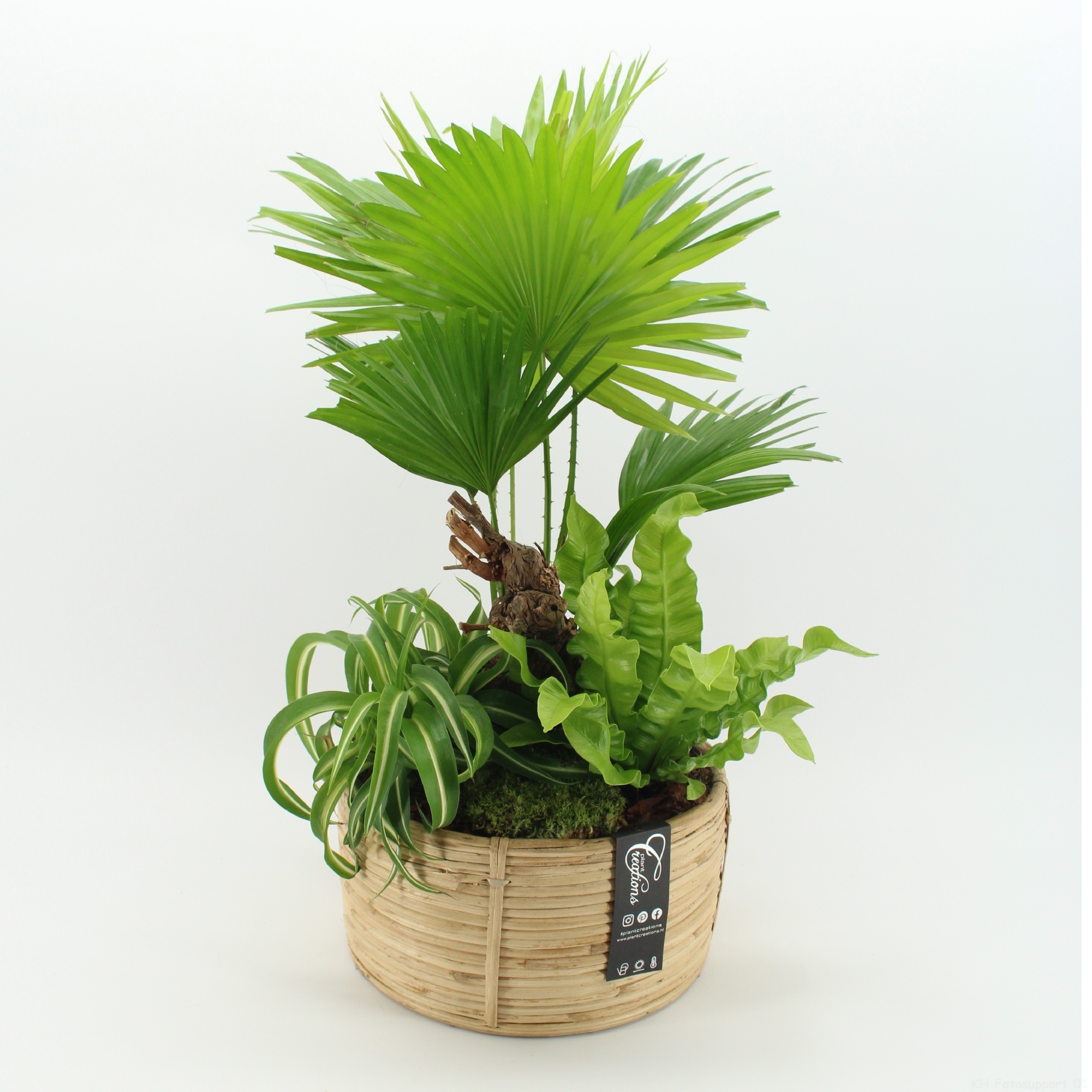 GRCR-2632 Green Essentials, D 27