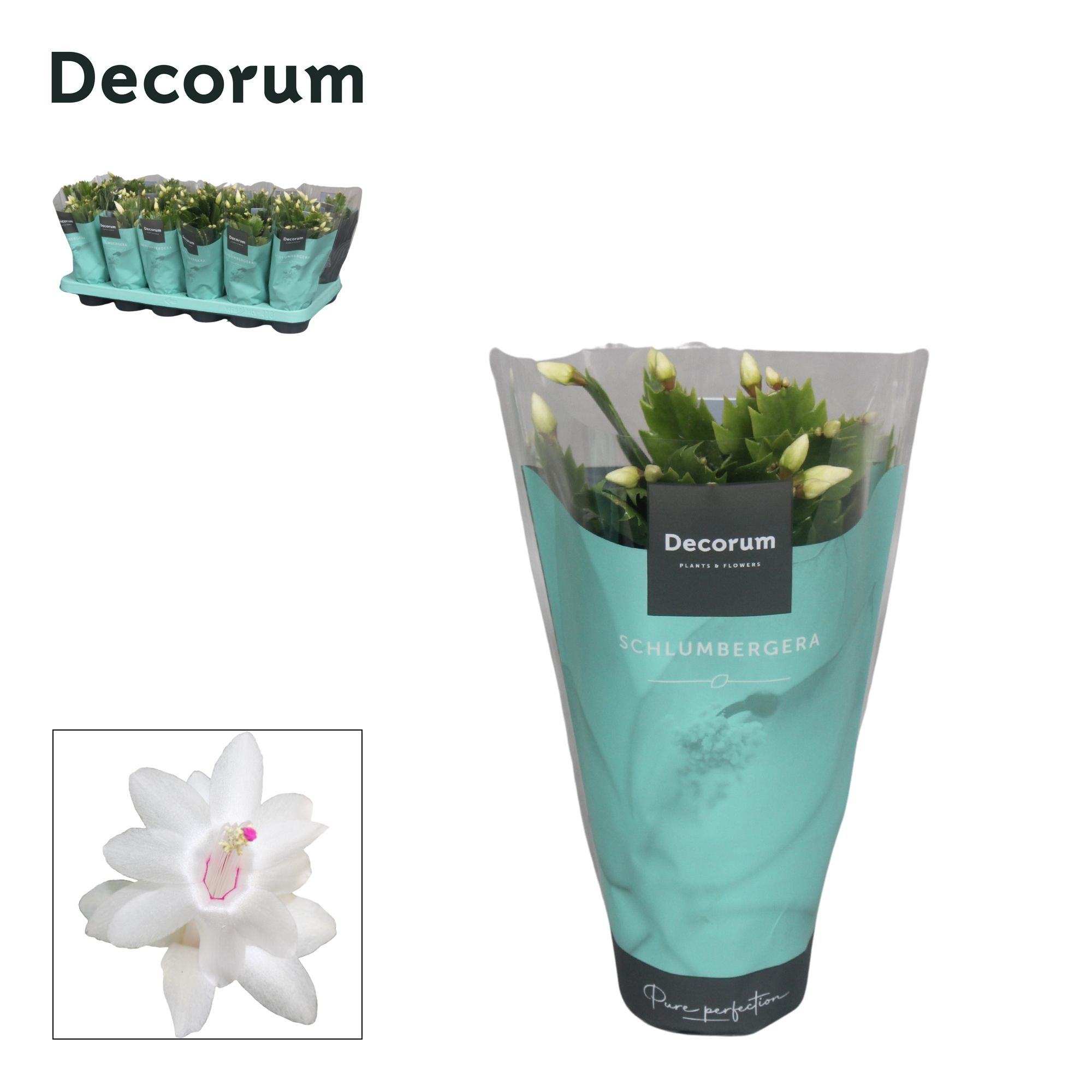 Schlumbergera - 9 cm - White (Malissa) met hoes - Decorum, D 9