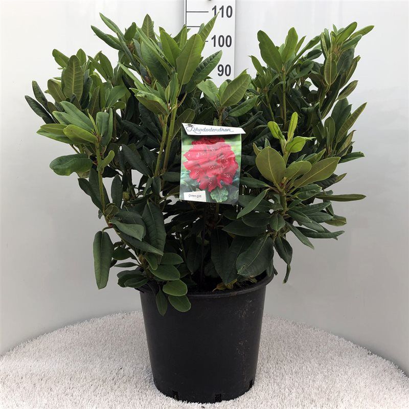 Rhodo. 'Leo' red, D 40