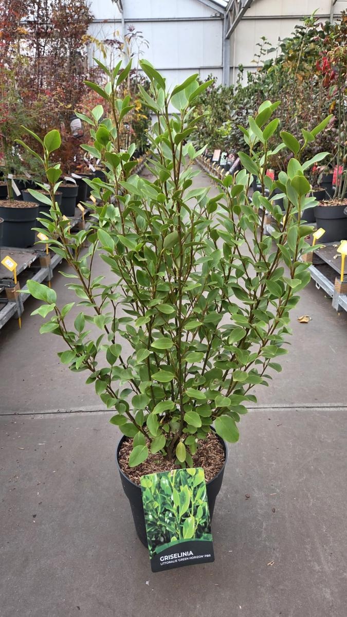 Griselinia littor. Green Horizon, D 29