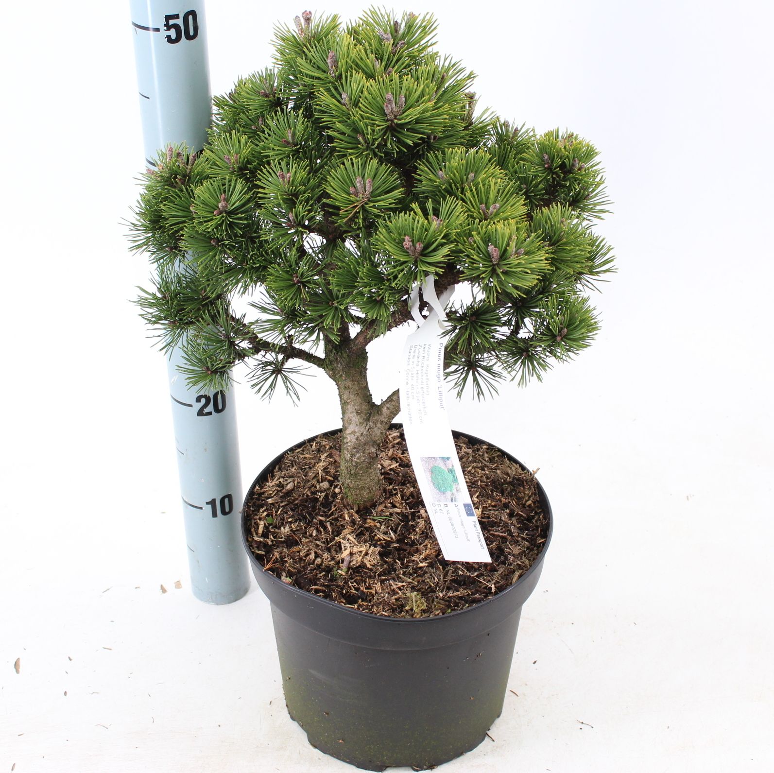 Pinus mugo 'Lilliput', D 23