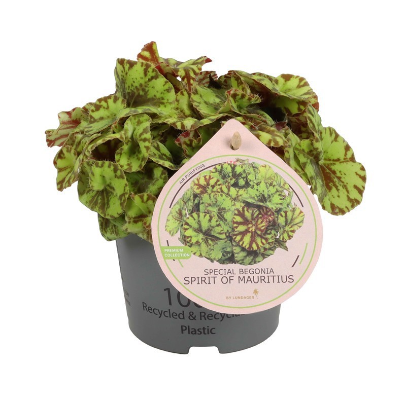 BEGONIA REX-HYBRID 'SPIRIT OF MAURITIUS', D 12