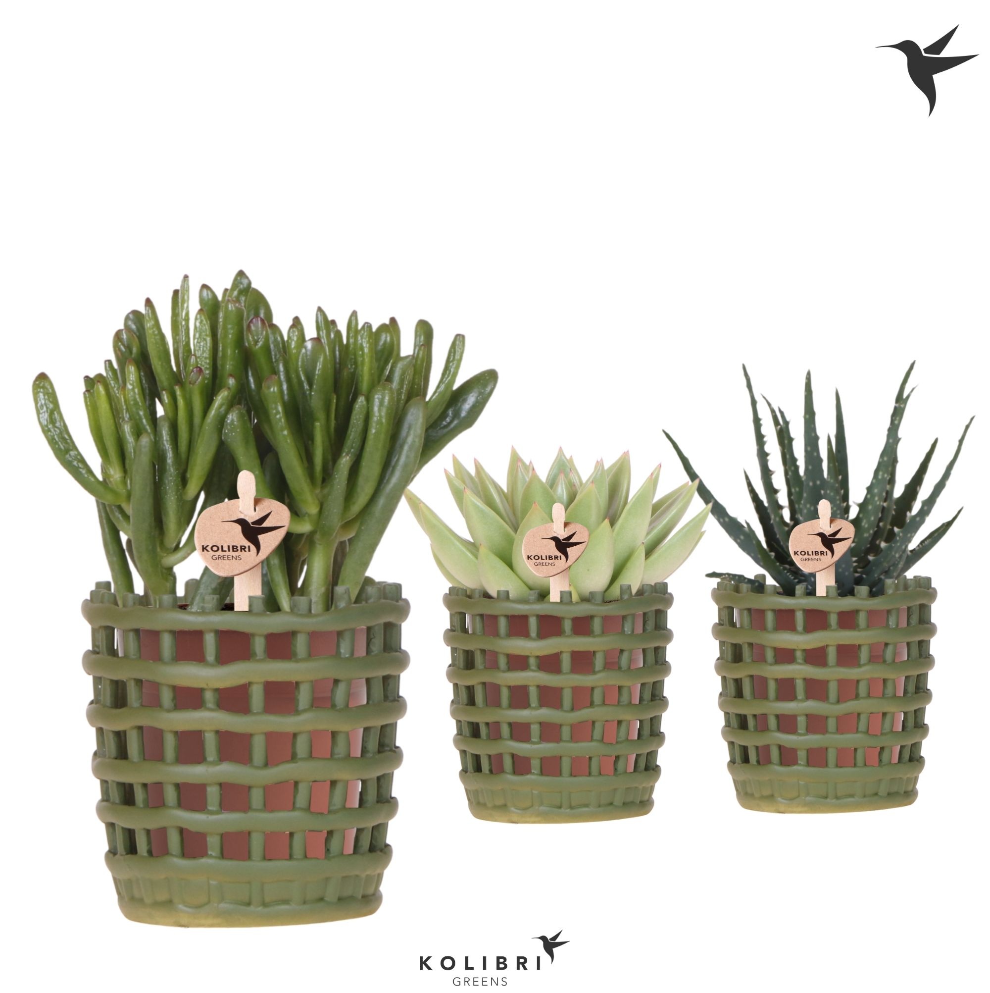 Kolibri Greens Succulenten mix in Mesh pot green, D 9