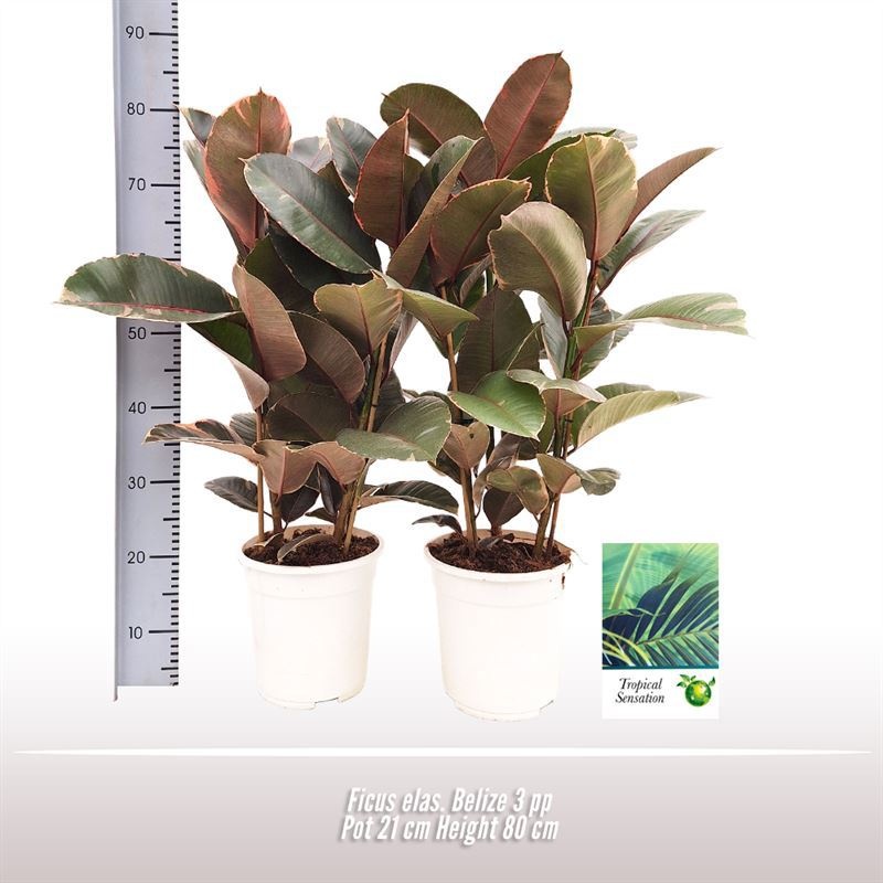 Ficus elas. Belize 3PP, D 21