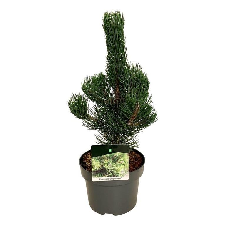 Pinus nigra 'Oregon Green', D 21