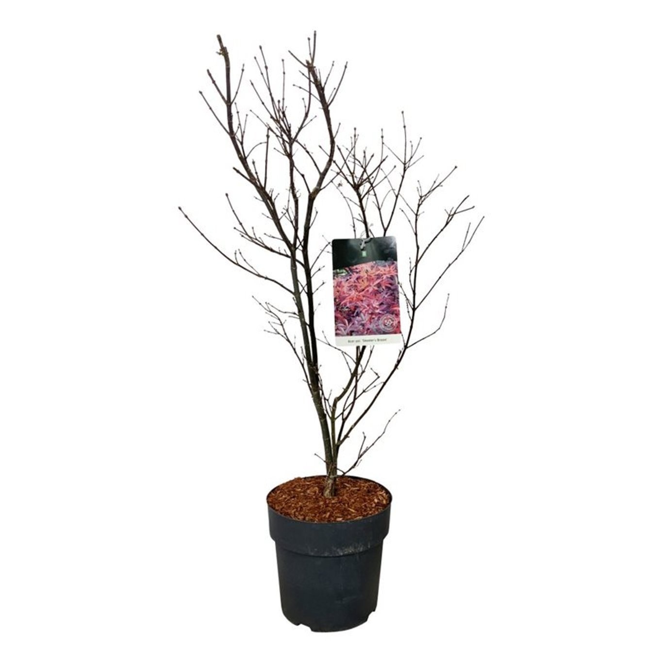 Acer pal. 'Skeeter's Broom', D 27