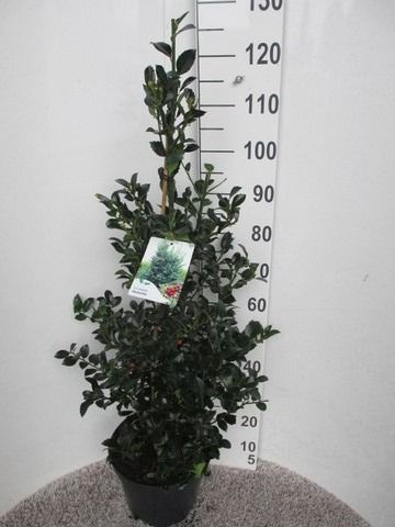 Ilex mes. Heckenfee 80-100 pyr. P28, D 28