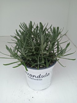 Lavendel Lavandula edelweiss wit, D 12