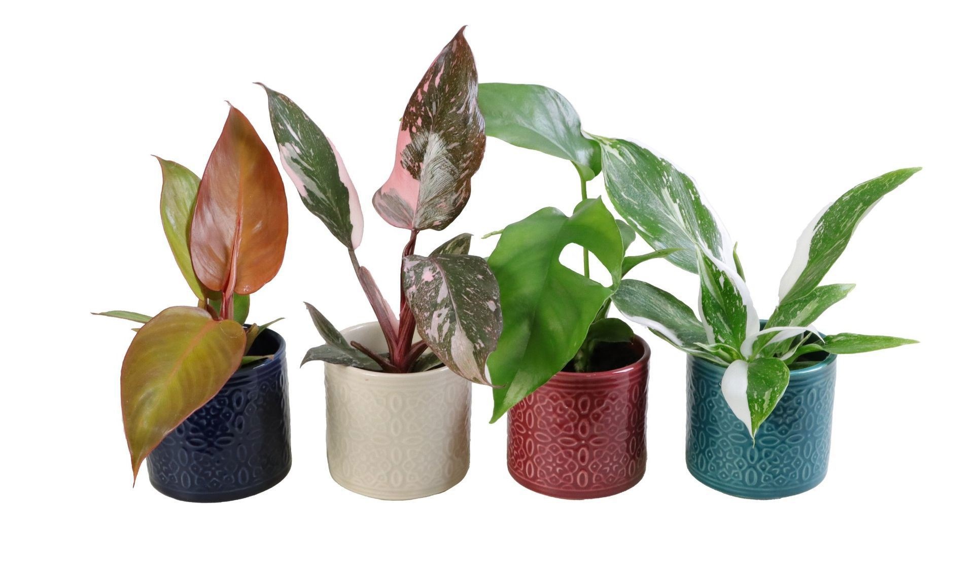 L 65638 with Philodendron Mix, D 6