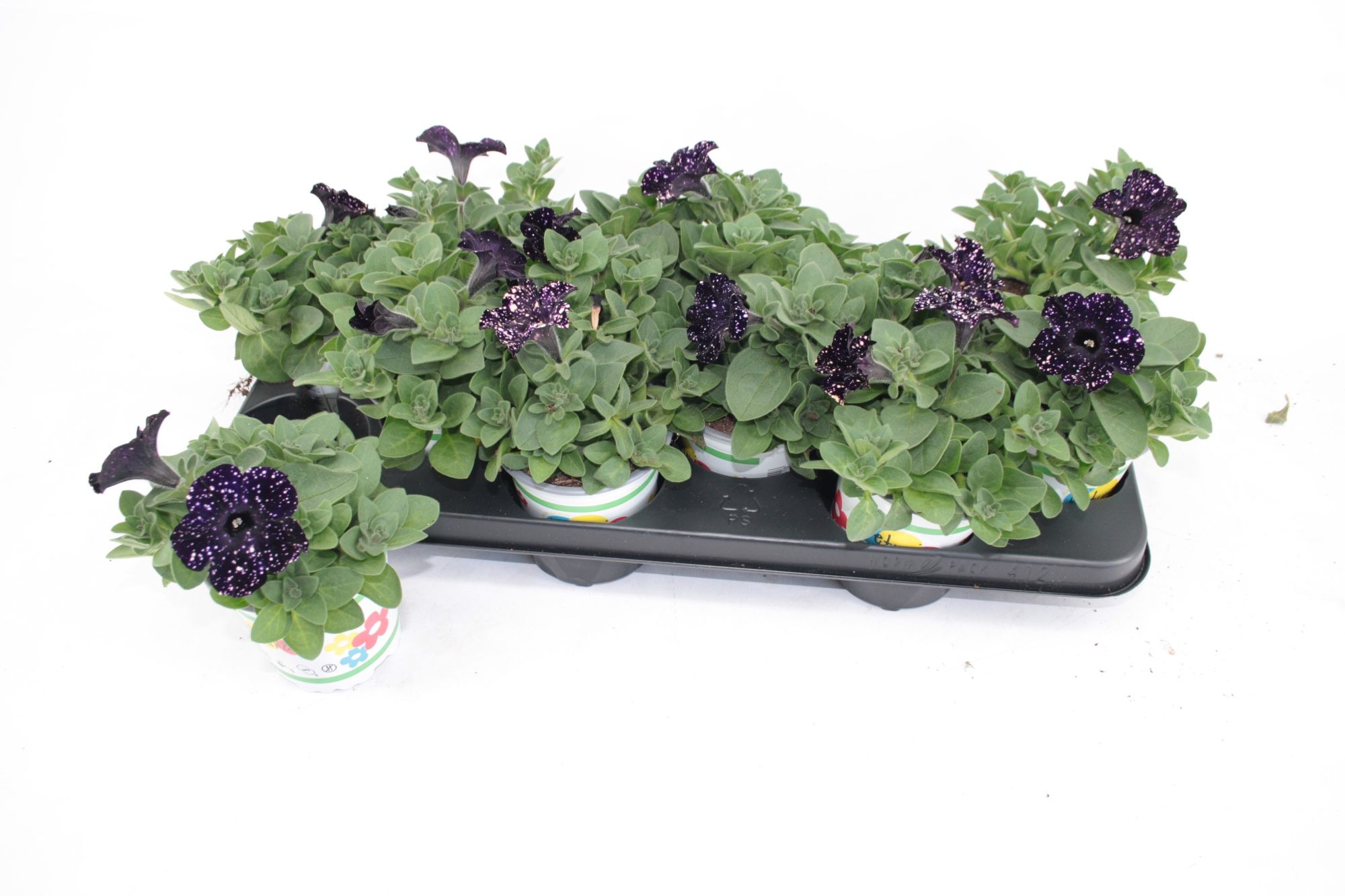 Petunia Mystery Sky, D 10,5