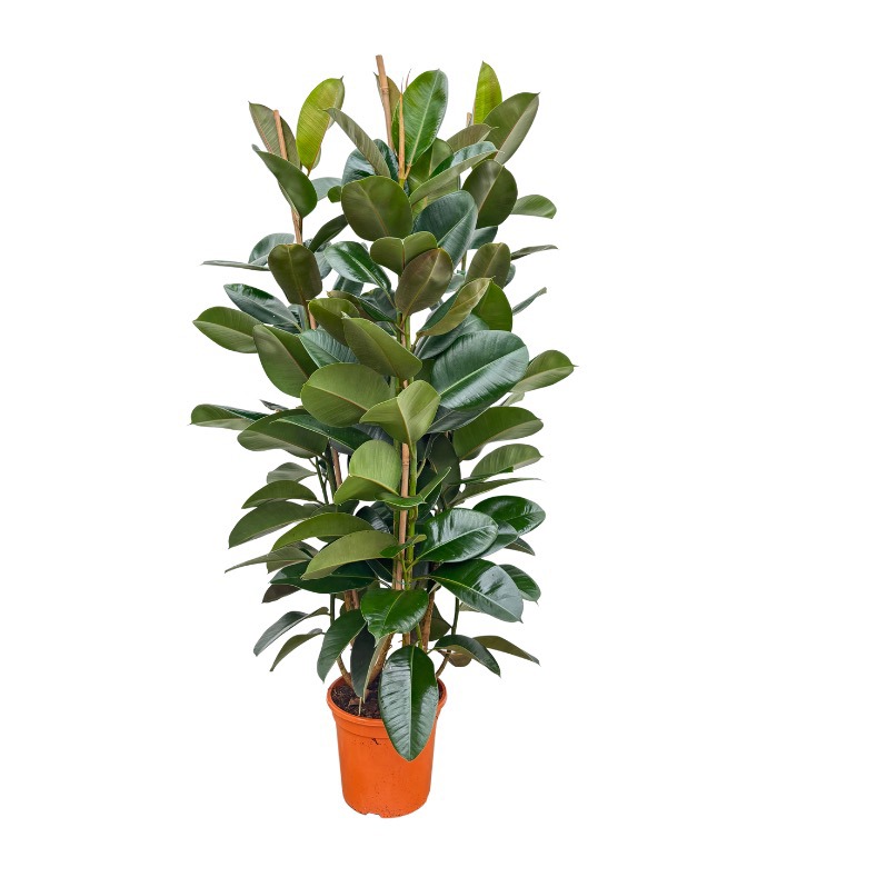 Ficus Elastica 'Robusta' toef - 140cm - 3PP, D 27