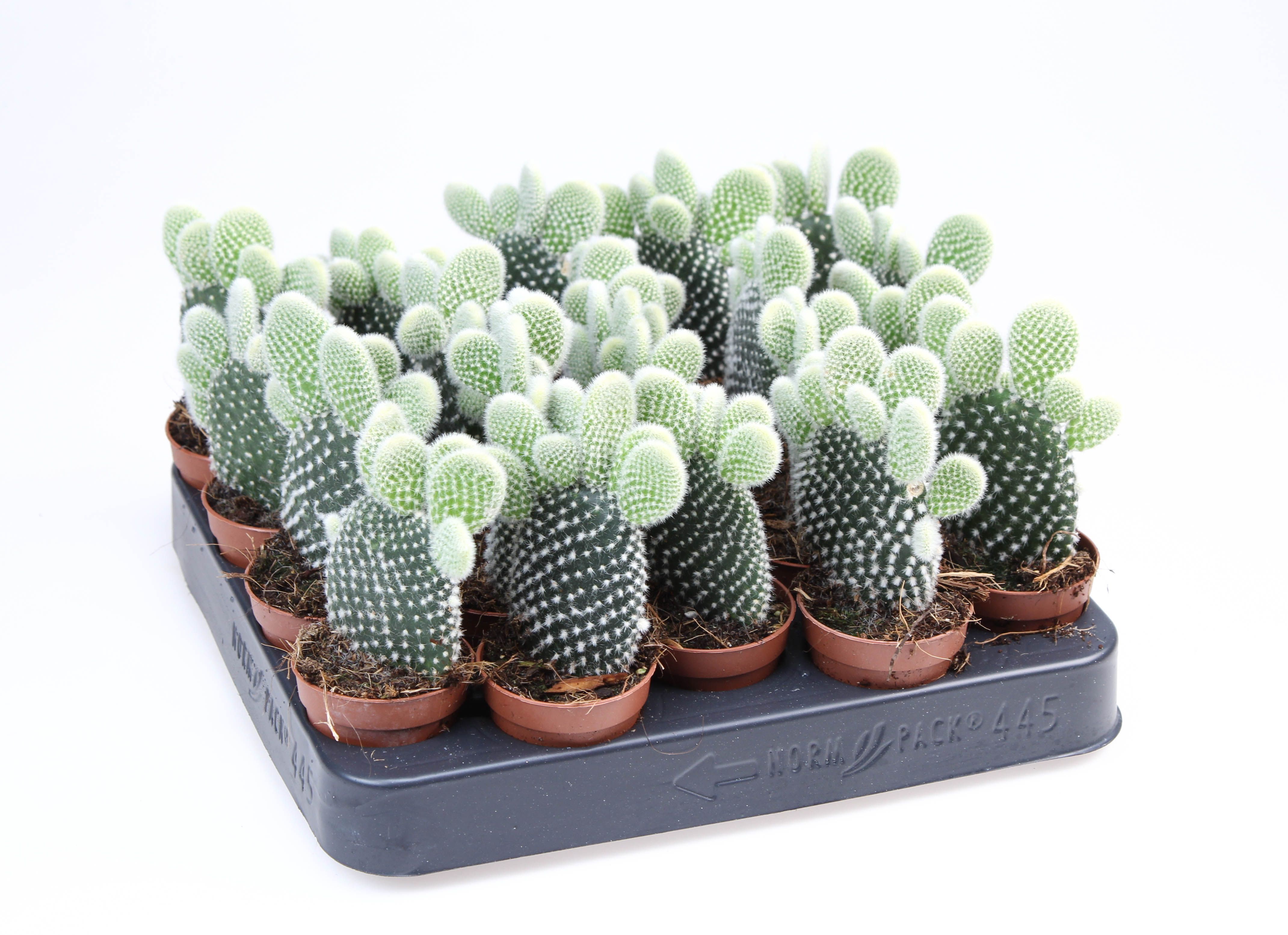 Opuntia Microdasys Albata, D 5,5