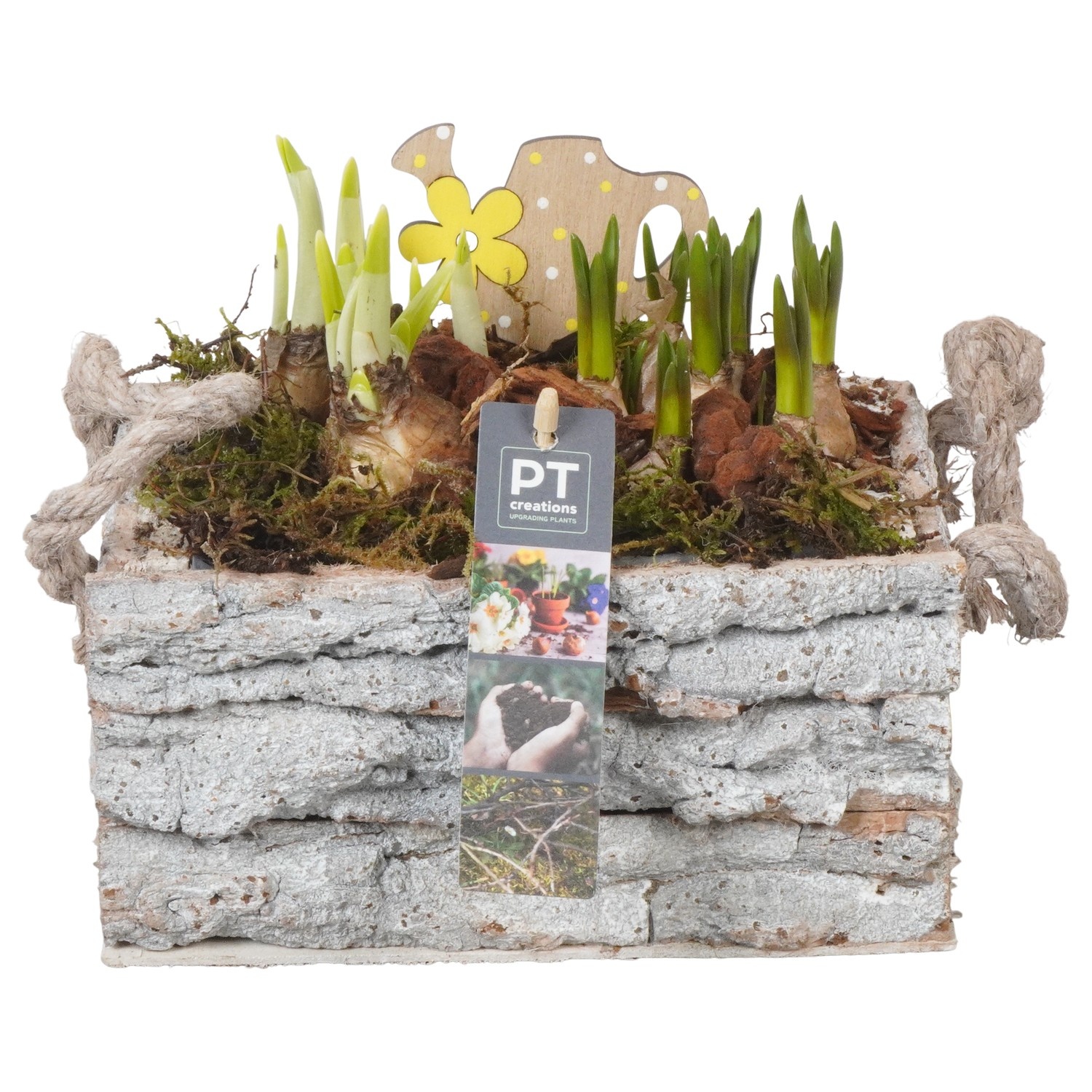 PTBM3915 Arrangement Flower Bulbs Mix in houten rechthoek pot, D 20
