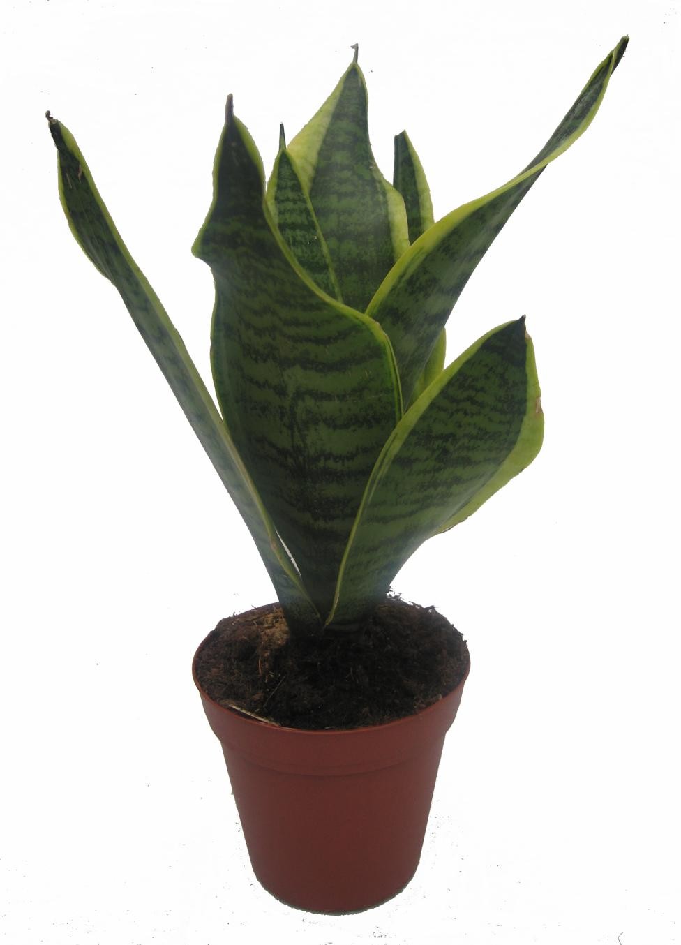 SANSEVIERIA TRIFASCIATA 'GOLDEN FUTURA', D 11
