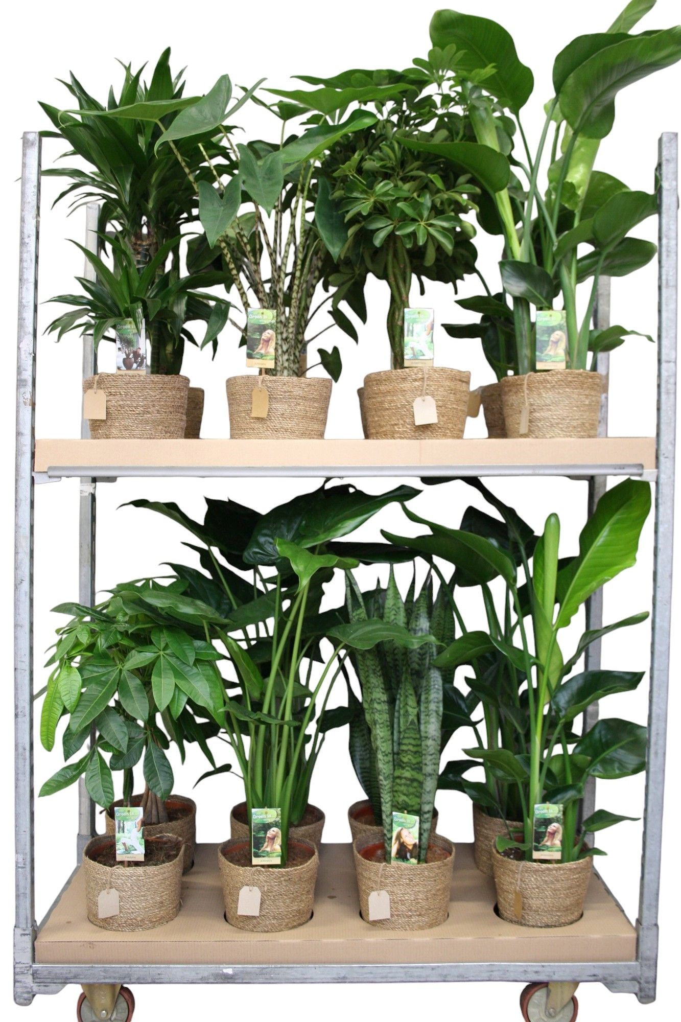 Green is...mixkar p21 zeegrasmand - - foto is indicatief, D 21